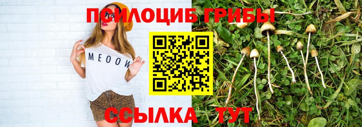что такое   Псилоцибиновые грибы Psilocybe  Вход с VPN  Шебекино 